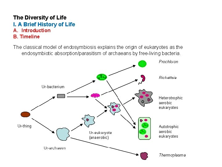 The Diversity of Life I. A Brief History of Life A. Introduction B. Timeline
