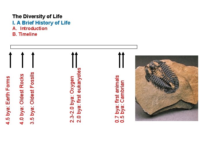 0. 7 bya: first animals 0. 5 bya: Cambrian 2. 3 -2. 0 bya: