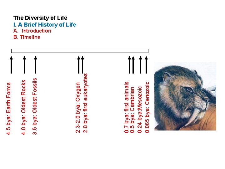 0. 7 bya: first animals 0. 5 bya: Cambrian 0. 24 bya: Mesozoic 0.