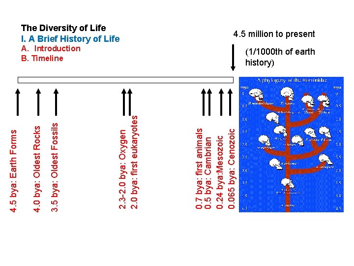 0. 7 bya: first animals 0. 5 bya: Cambrian 0. 24 bya: Mesozoic 0.