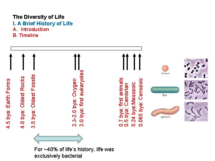 For ~40% of life’s history, life was exclusively bacterial 0. 7 bya: first animals