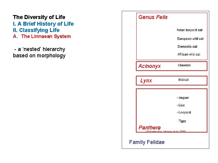 The Diversity of Life I. A Brief History of Life II. Classifying Life Genus