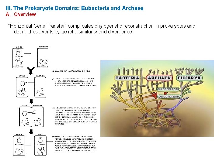 III. The Prokaryote Domains: Eubacteria and Archaea A. Overview “Horizontal Gene Transfer” complicates phylogenetic