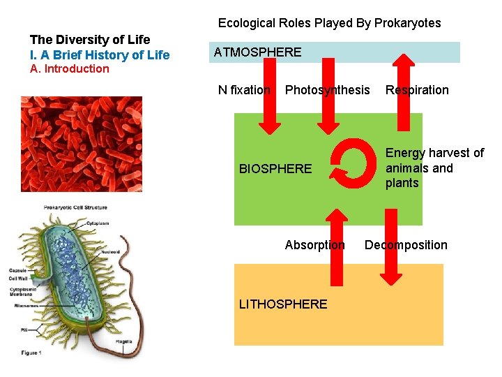 Ecological Roles Played By Prokaryotes The Diversity of Life I. A Brief History of