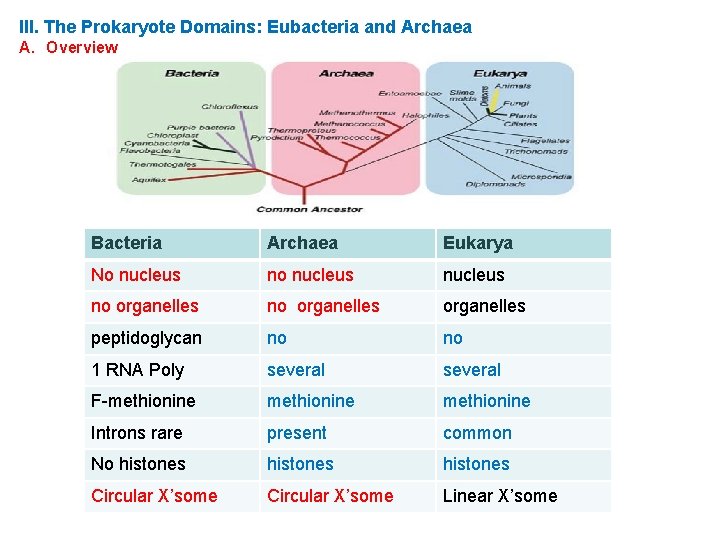 III. The Prokaryote Domains: Eubacteria and Archaea A. Overview Bacteria Archaea Eukarya No nucleus
