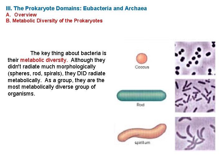 III. The Prokaryote Domains: Eubacteria and Archaea A. Overview B. Metabolic Diversity of the