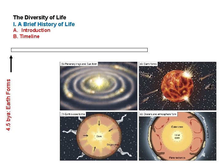 The Diversity of Life I. A Brief History of Life 4. 5 bya: Earth