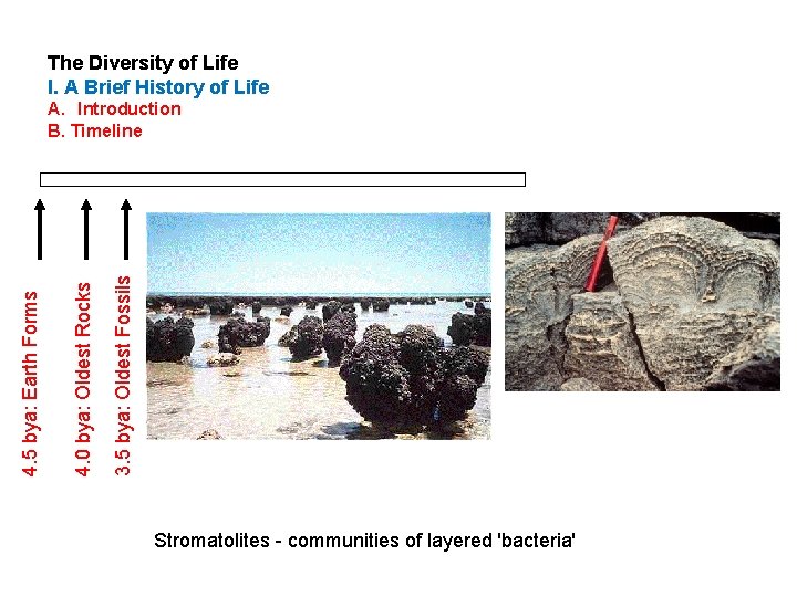 The Diversity of Life I. A Brief History of Life 3. 5 bya: Oldest