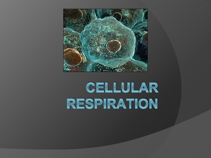 CELLULAR RESPIRATION 