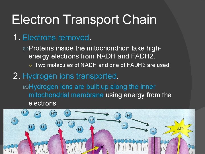 Electron Transport Chain 1. Electrons removed. Proteins inside the mitochondrion take high- energy electrons