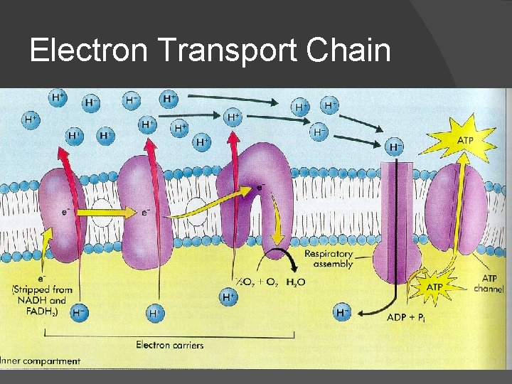 Electron Transport Chain 
