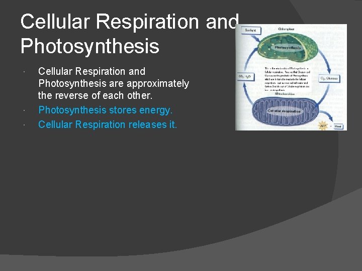 Cellular Respiration and Photosynthesis Cellular Respiration and Photosynthesis are approximately the reverse of each
