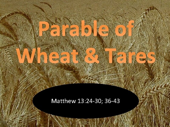 Parable of Wheat & Tares Matthew 13: 24 -30; 36 -43 