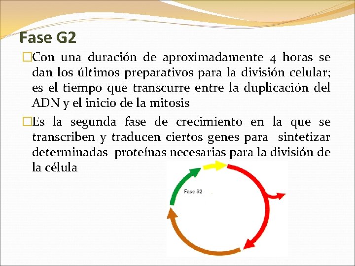 Fase G 2 �Con una duración de aproximadamente 4 horas se dan los últimos