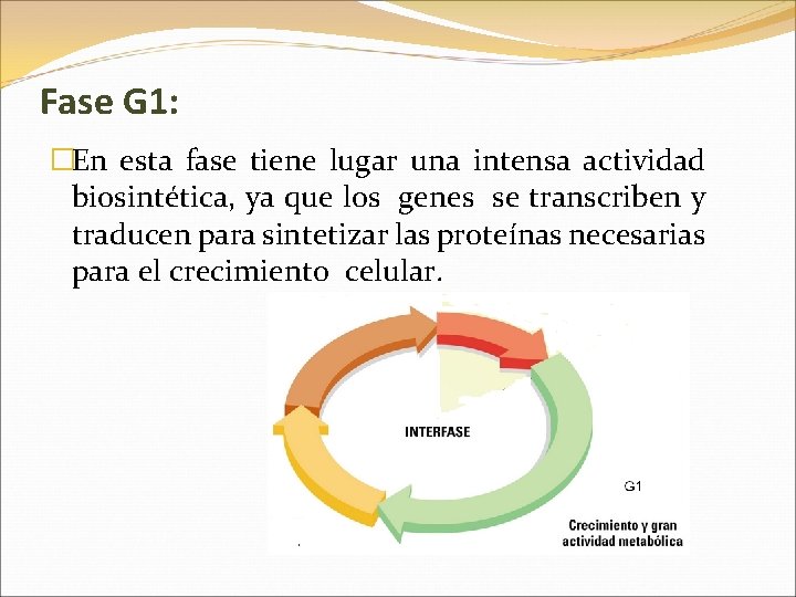 Fase G 1: �En esta fase tiene lugar una intensa actividad biosintética, ya que