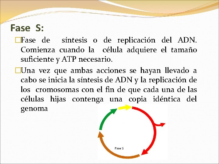 Fase S: �Fase de síntesis o de replicación del ADN. Comienza cuando la célula