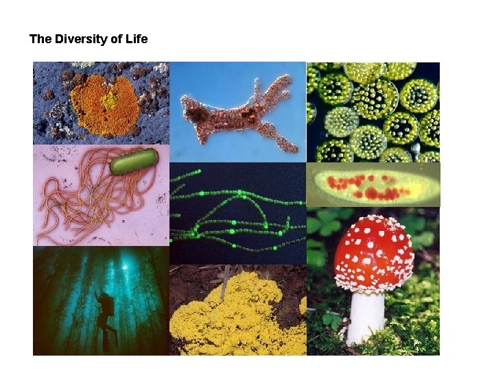 The Diversity of Life 