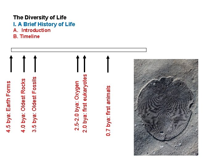 0. 7 bya: first animals 2. 5 -2. 0 bya: Oxygen 2. 0 bya: