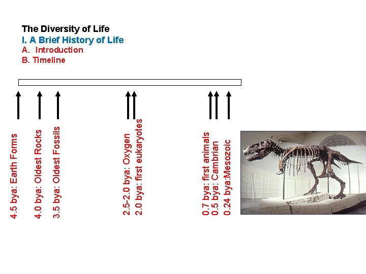 0. 7 bya: first animals 0. 5 bya: Cambrian 0. 24 bya: Mesozoic 2.
