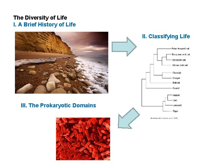 The Diversity of Life I. A Brief History of Life II. Classifying Life III.
