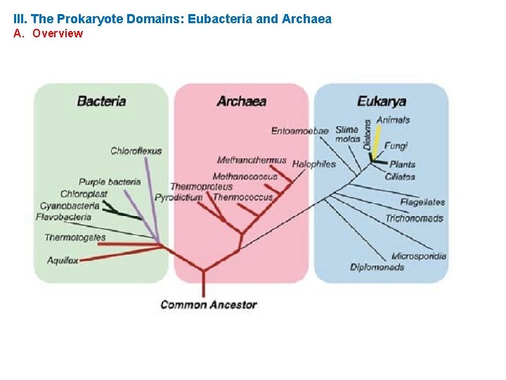 III. The Prokaryote Domains: Eubacteria and Archaea A. Overview 