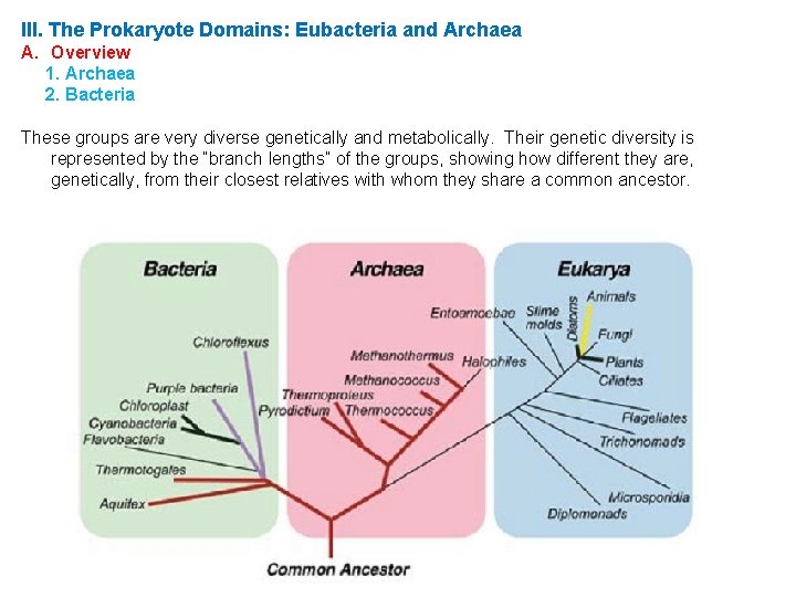 III. The Prokaryote Domains: Eubacteria and Archaea A. Overview 1. Archaea 2. Bacteria These