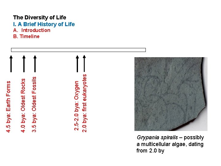 The Diversity of Life I. A Brief History of Life 2. 5 -2. 0