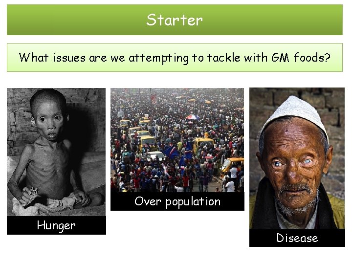 Starter What issues are we attempting to tackle with GM foods? Over population Hunger