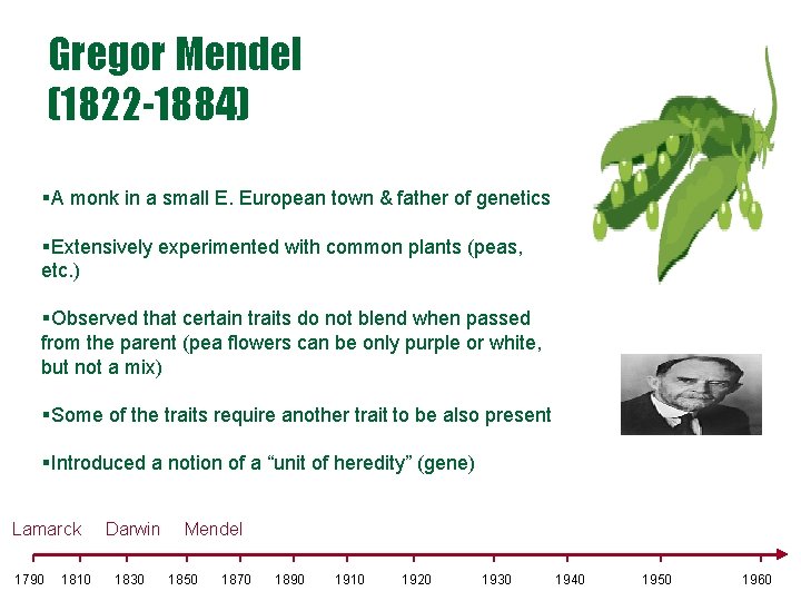 Gregor Mendel (1822 -1884) §A monk in a small E. European town & father Gregor Mendel (1822 -1884) §A monk in a small E. European town & father