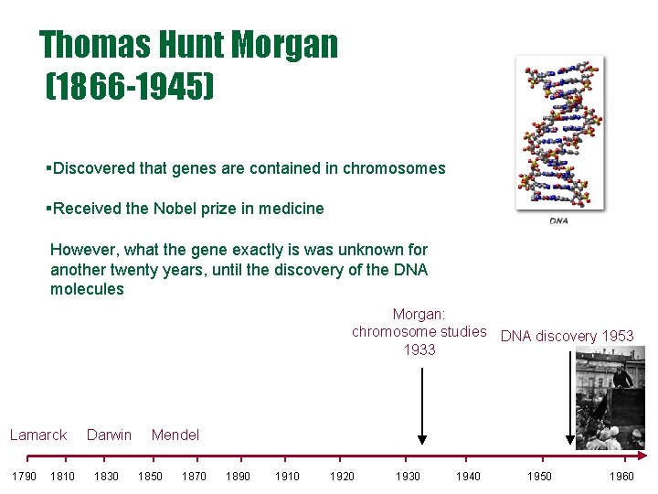 Thomas Hunt Morgan (1866 -1945) §Discovered that genes are contained in chromosomes §Received the Thomas Hunt Morgan (1866 -1945) §Discovered that genes are contained in chromosomes §Received the