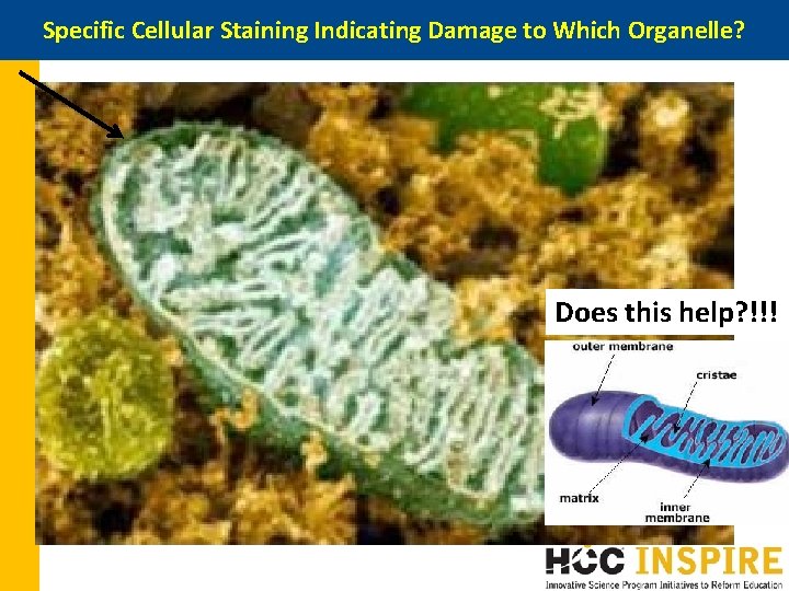 Specific Cellular Staining Indicating Damage to Which Organelle? Does this help? !!! Specific Cellular Staining Indicating Damage to Which Organelle? Does this help? !!!