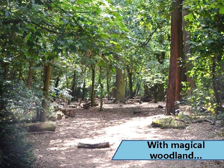 With magical woodland… 