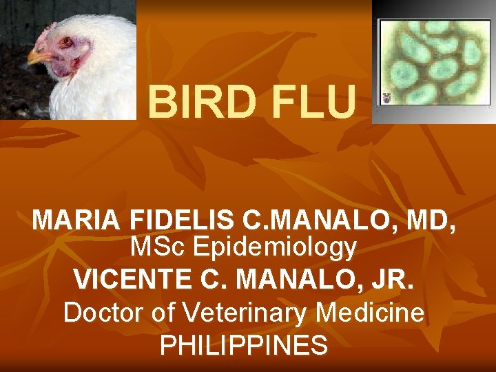 BIRD FLU MARIA FIDELIS C. MANALO, MD, MSc Epidemiology VICENTE C. MANALO, JR. Doctor