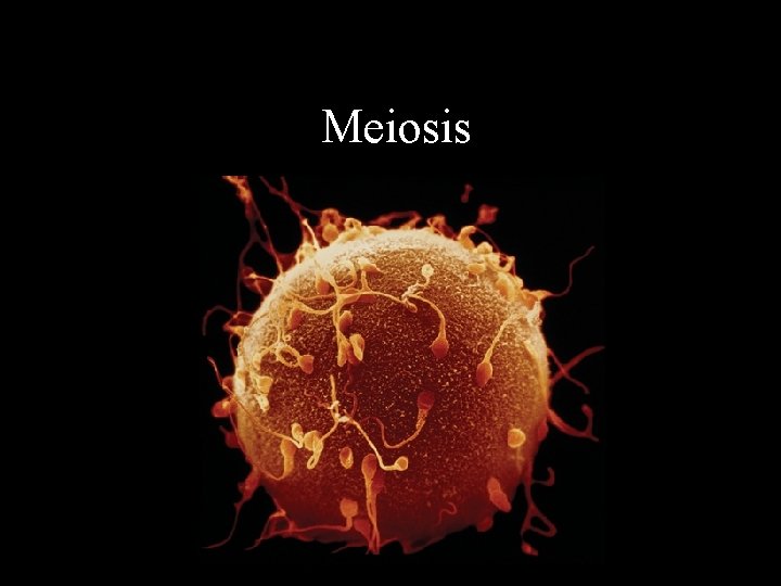 Meiosis 