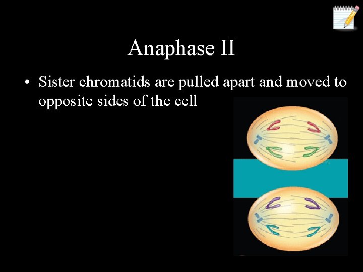 Anaphase II • Sister chromatids are pulled apart and moved to opposite sides of