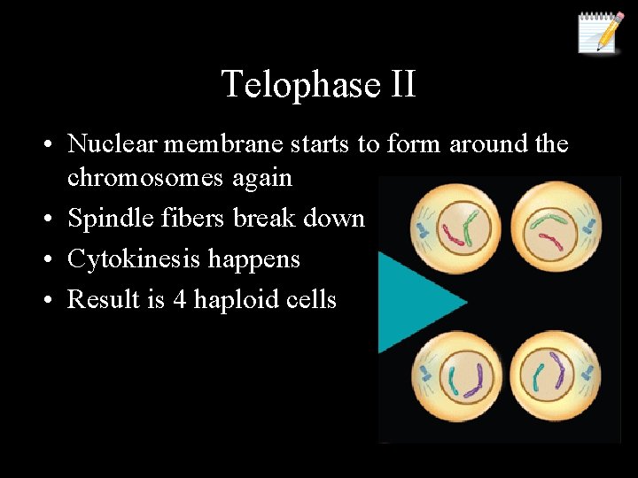 Telophase II • Nuclear membrane starts to form around the chromosomes again • Spindle