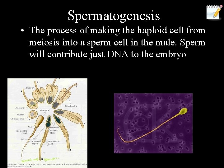 Spermatogenesis • The process of making the haploid cell from meiosis into a sperm
