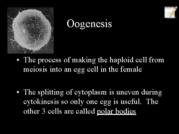 Oogenesis • The process of making the haploid cell from meiosis into an egg
