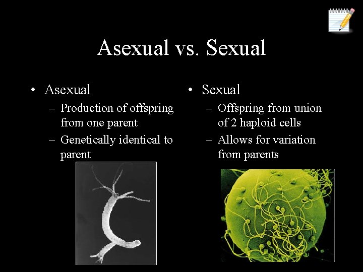 Asexual vs. Sexual • Asexual – Production of offspring from one parent – Genetically
