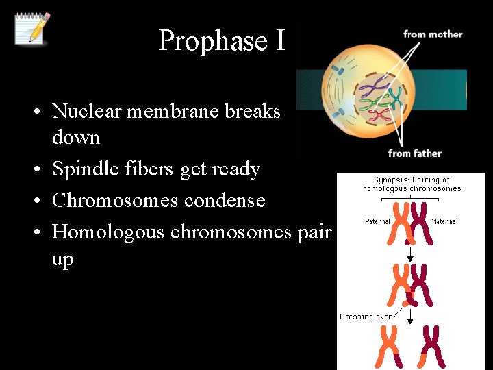 Prophase I • Nuclear membrane breaks down • Spindle fibers get ready • Chromosomes