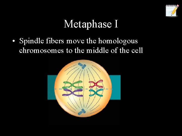 Metaphase I • Spindle fibers move the homologous chromosomes to the middle of the