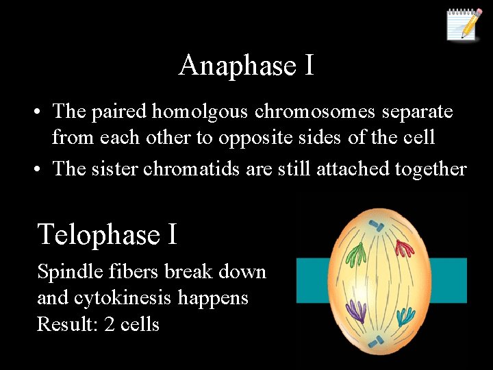 Anaphase I • The paired homolgous chromosomes separate from each other to opposite sides