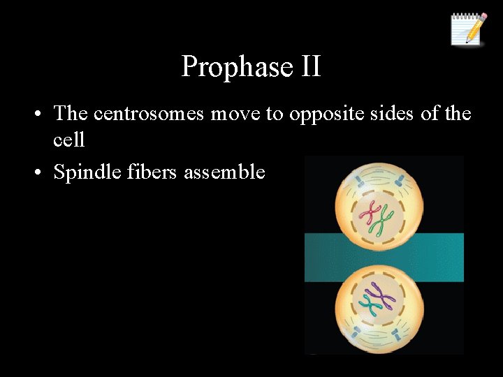 Prophase II • The centrosomes move to opposite sides of the cell • Spindle