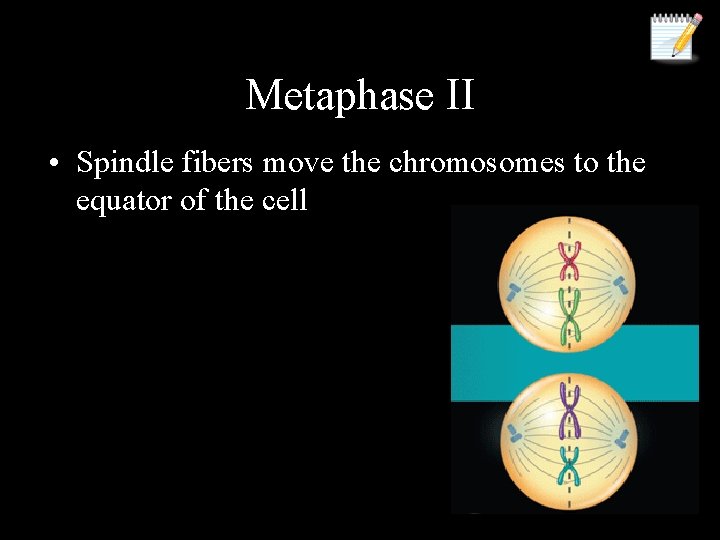 Metaphase II • Spindle fibers move the chromosomes to the equator of the cell