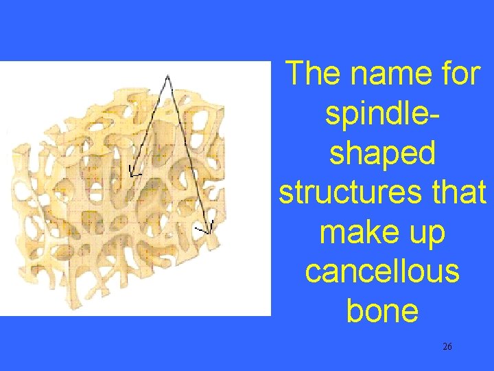 The name for spindleshaped structures that make up cancellous bone 26 