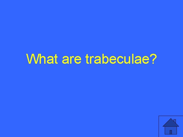 What are trabeculae? 27 