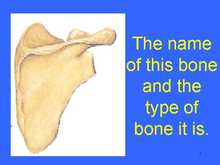 The name of this bone and the type of bone it is. 7 