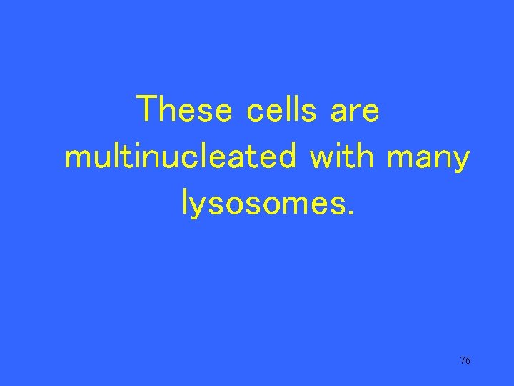 These cells are multinucleated with many lysosomes. 76 