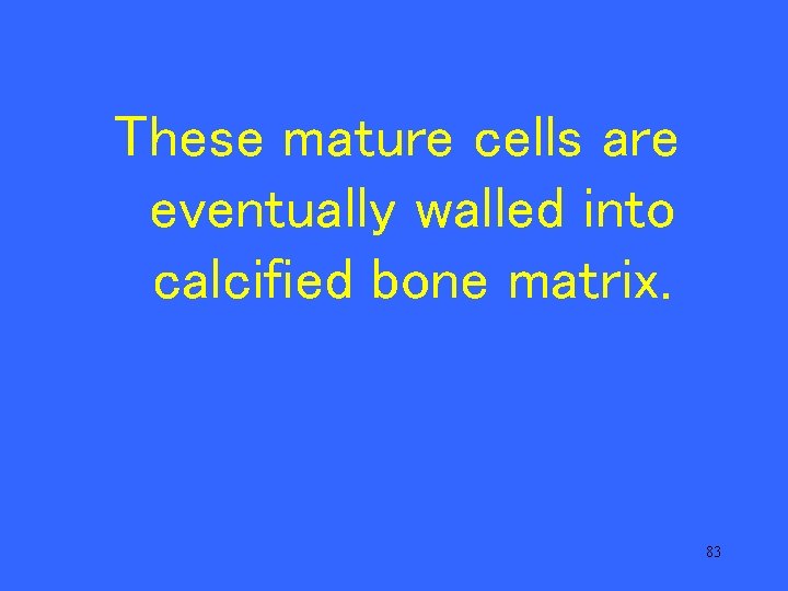 These mature cells are eventually walled into calcified bone matrix. 83 