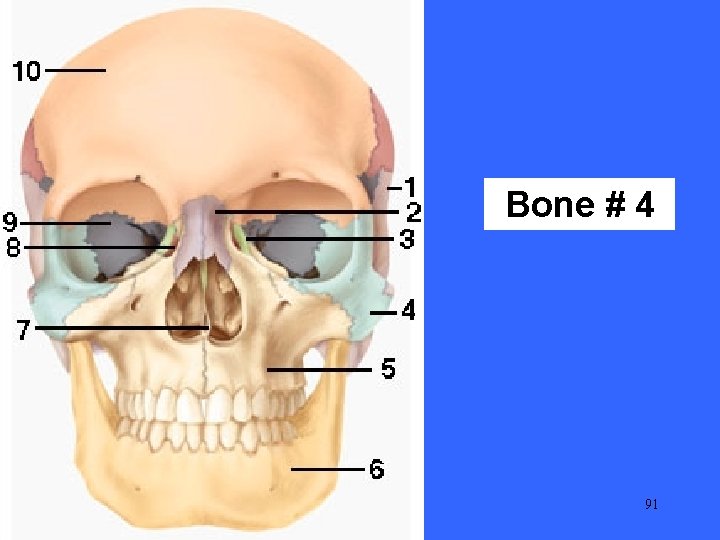 Bone # 4 91 